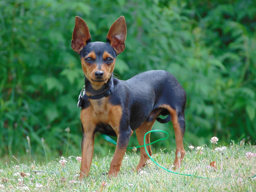 trpaslici pinc nemecky pes miniature pinscher