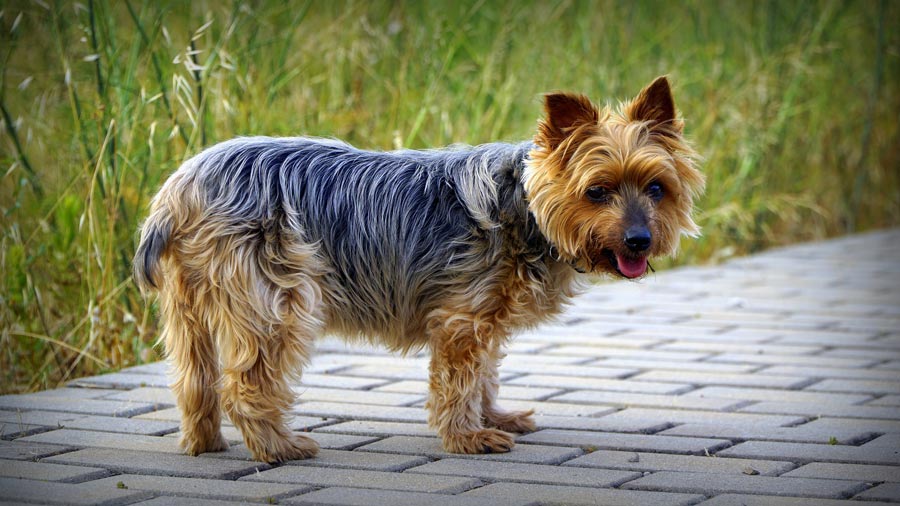 yorkshire terrier jorksirsky terier psie plemeno