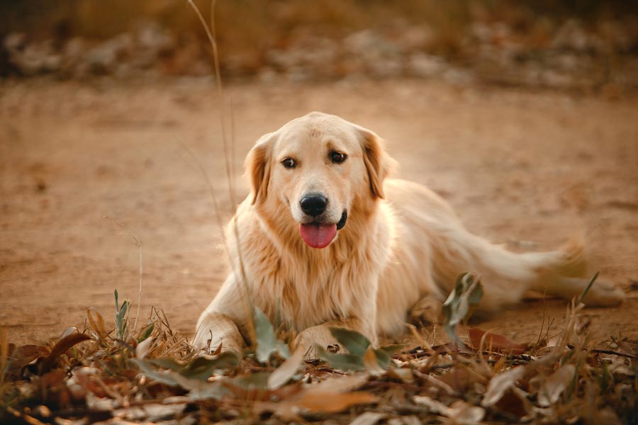 zlati retriver vzhlad zlateho retrievera golden retriever plemeno psa