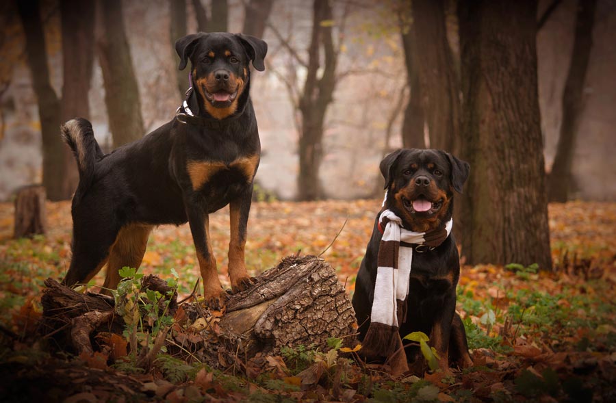 rottweiler nemecke plemeno psa velke plemeno rotvajler