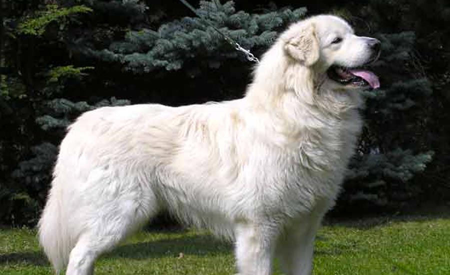 Slovensky cuvac slovak dog breed slovenske plemeno velke plemeno psa slovak cuvac