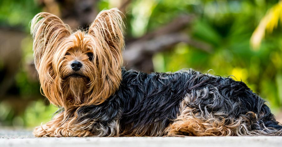 yorkshirsky terier plemeno do bytu male plemeno yorkshire terrier 