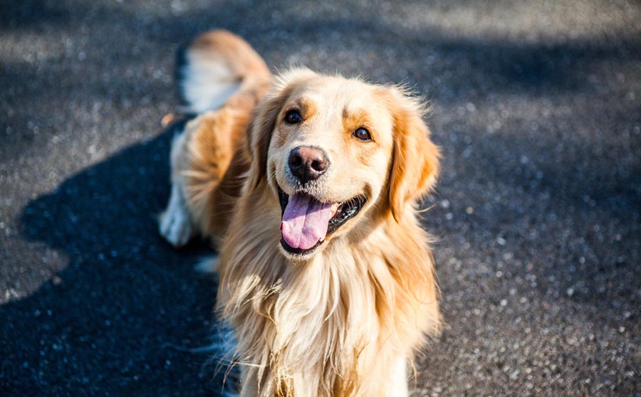 zlaty retriver golden retriever velky zlaty pes retriver