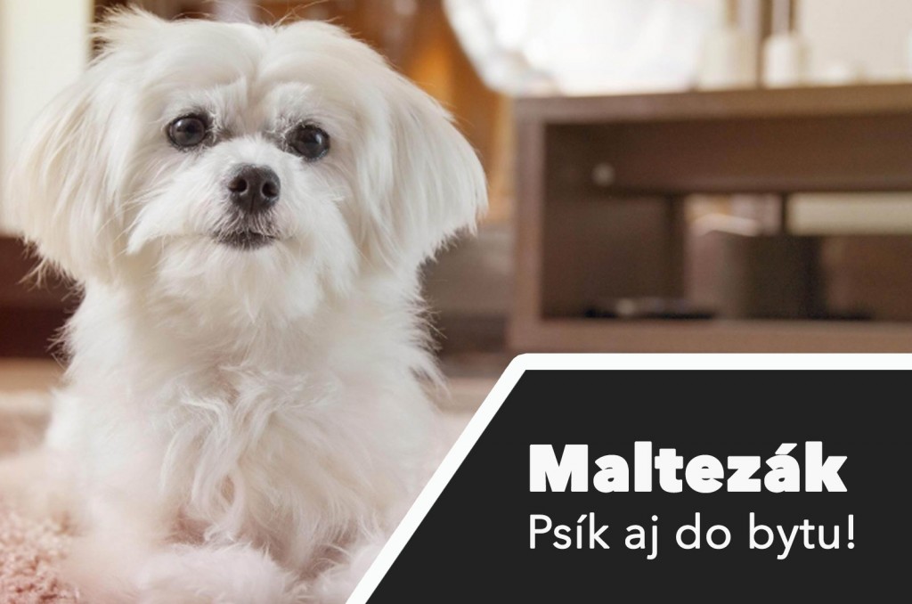 Maltezák - Mini Psík vhodný do bytu?