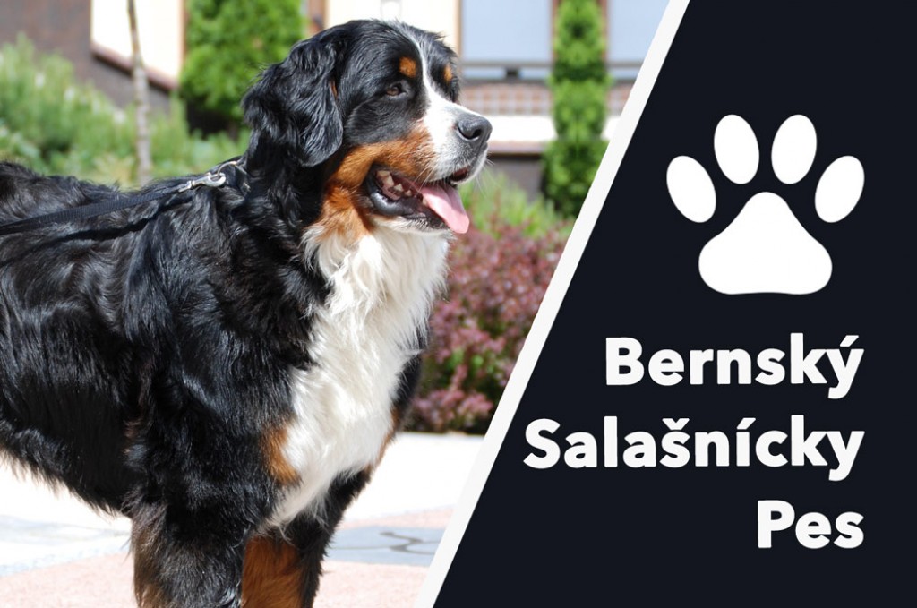 Bernský Salašnícky pes - Je to pravý pes pre Vás?