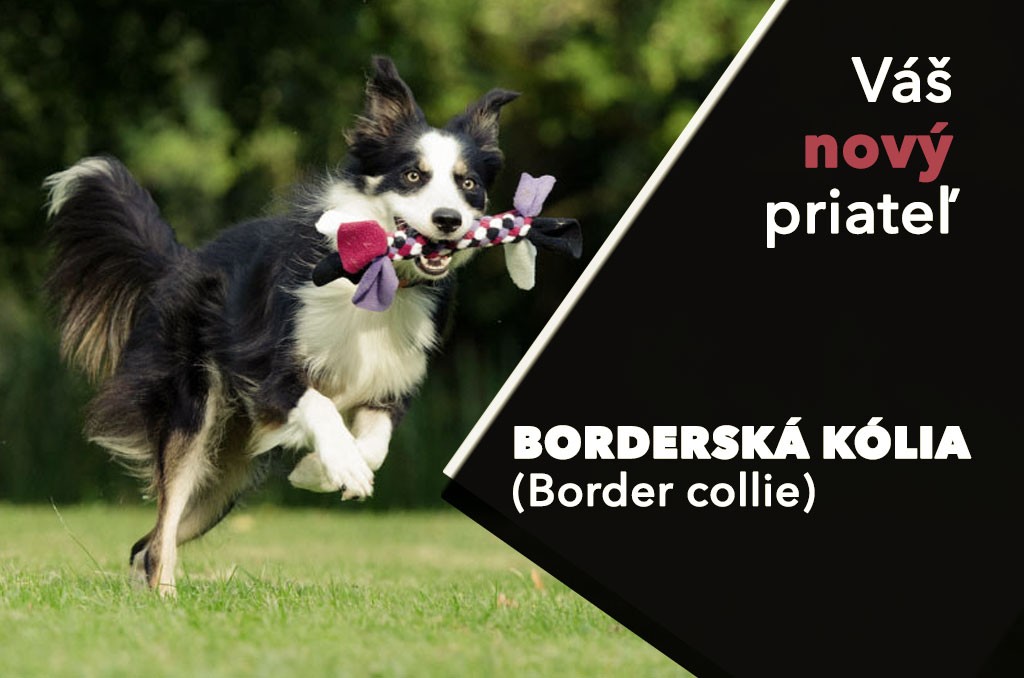 Borderská (Border) Kólia - psík, ktorý Vás očarí