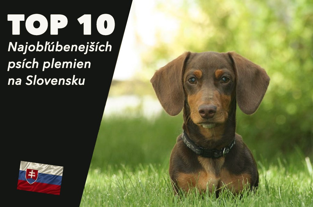 TOP Najobľúbenejšie psie plemená na Slovensku
