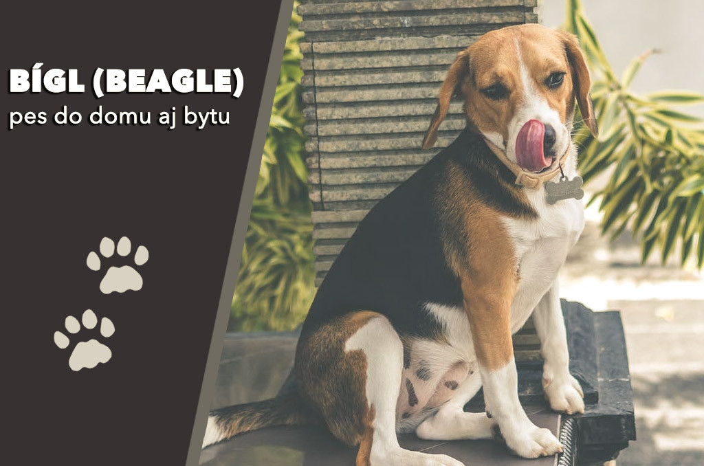 Bígl (Beagle) psík do domu aj do bytu