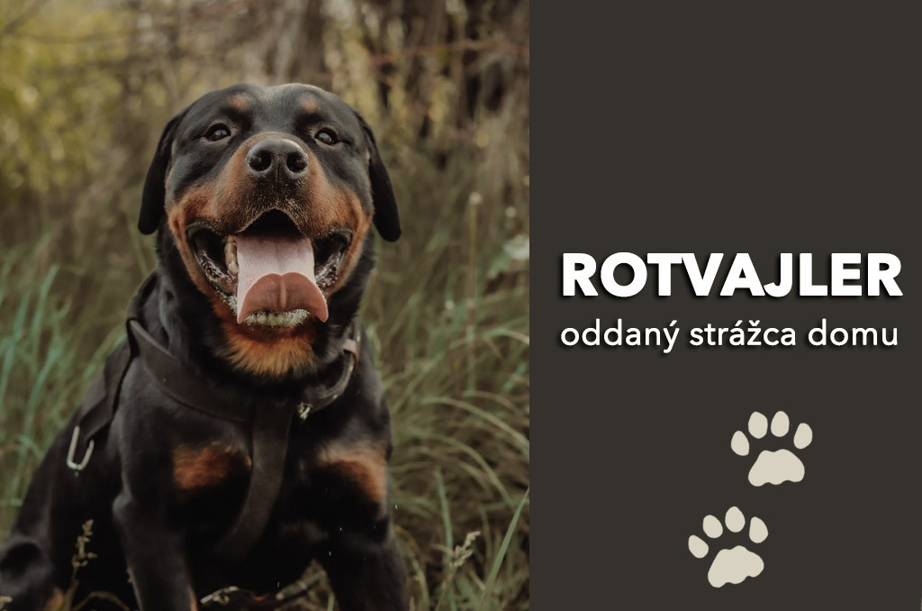 Rotvajler (Rottweiler) Oddaný strážca Vášho domova