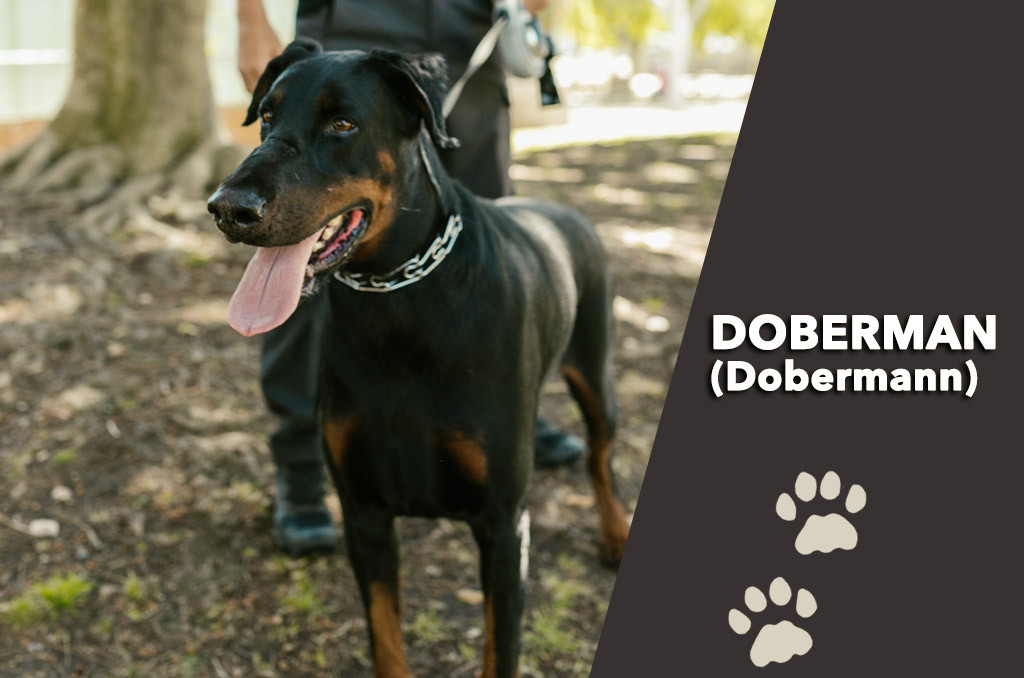 Doberman a jeho povaha(Dobermann alebo Doberman Pincher)