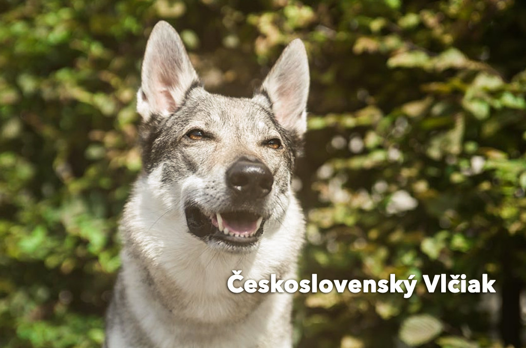 Československý vlčiak, vlk od prírody