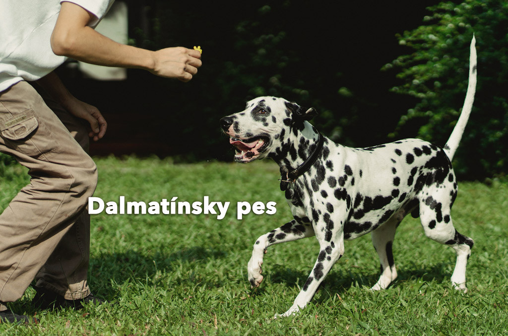 Dalmatín (Dalmatínsky pes)
