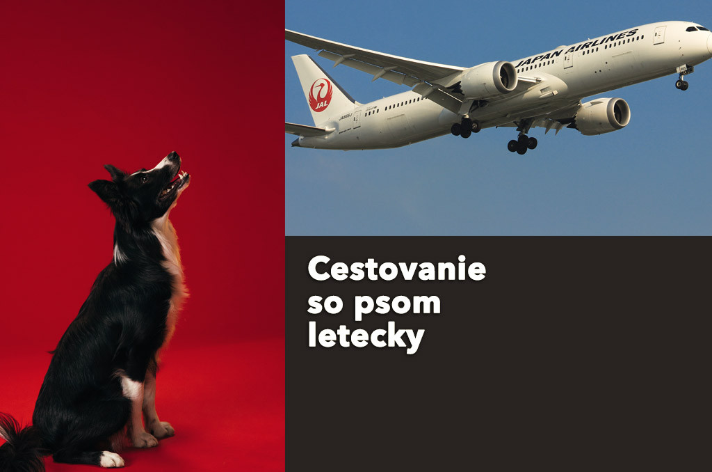 Cestovanie so psom - Čo potrebujem na cestu v lietadle