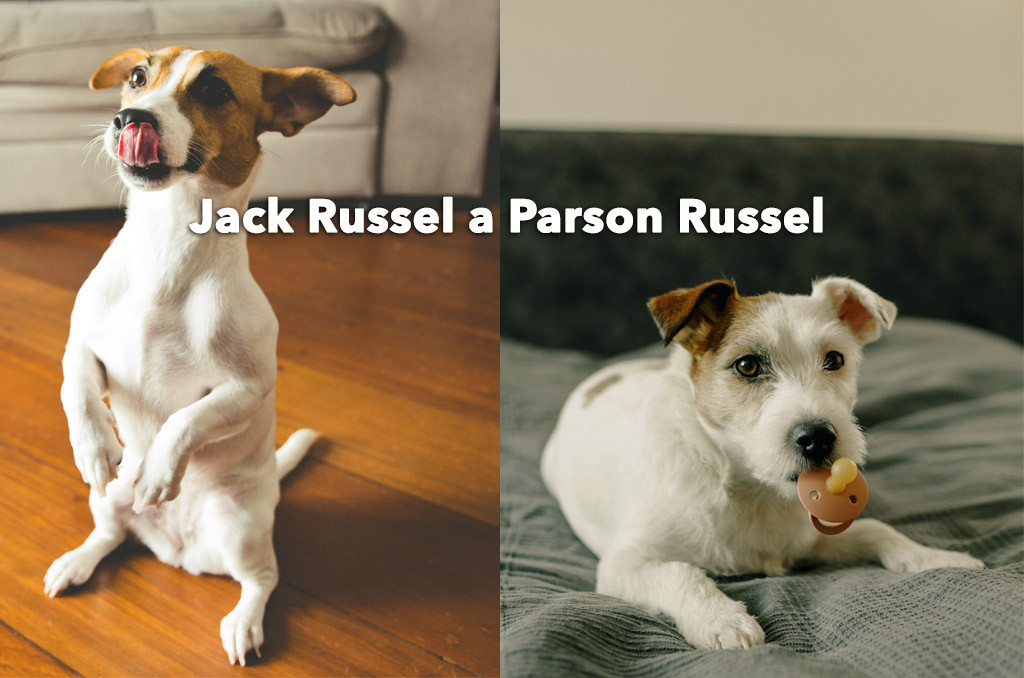 Jack Russel - Veľký pes v malom tele