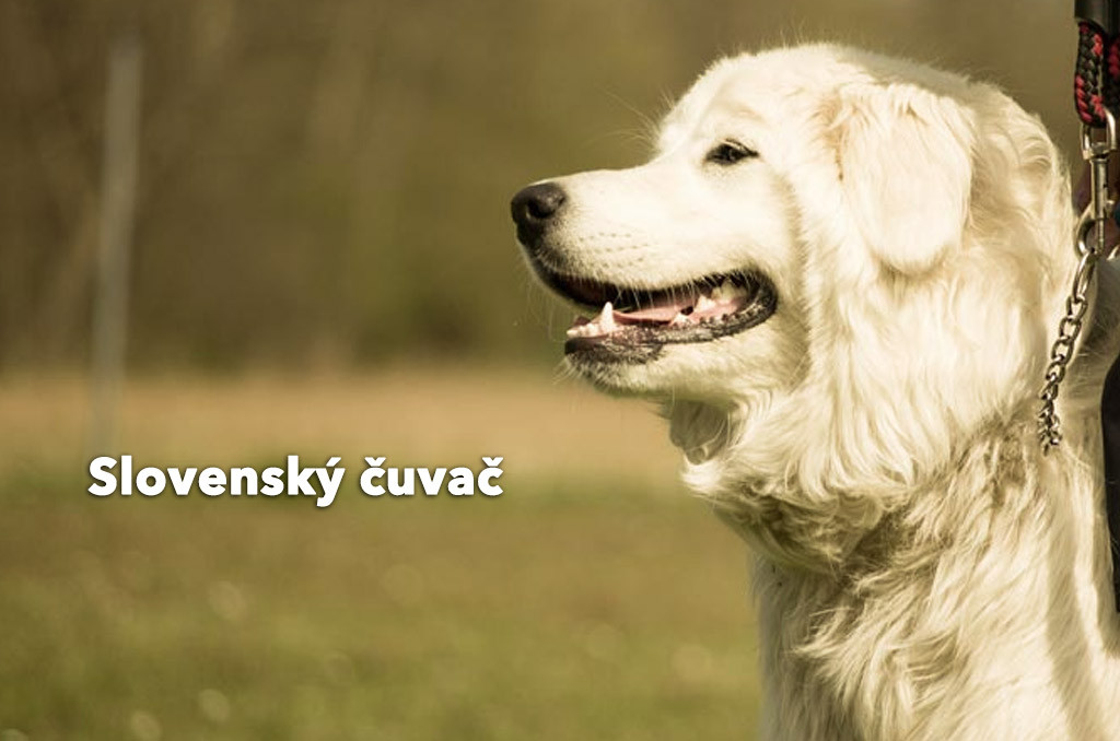 Slovenský Čuvač (Slovak Cuvac)