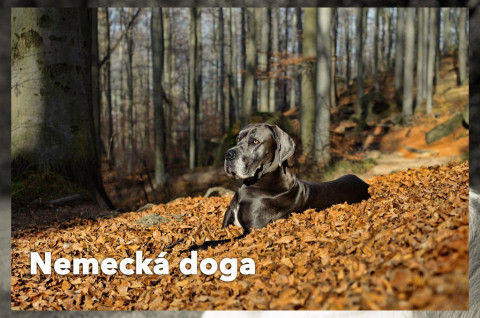 Nemecká doga (Deutsche Dogge)