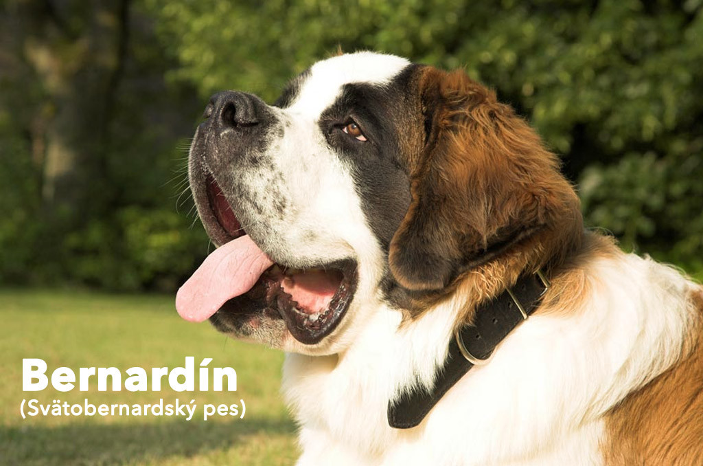Bernardín (Svätobernardský pes)