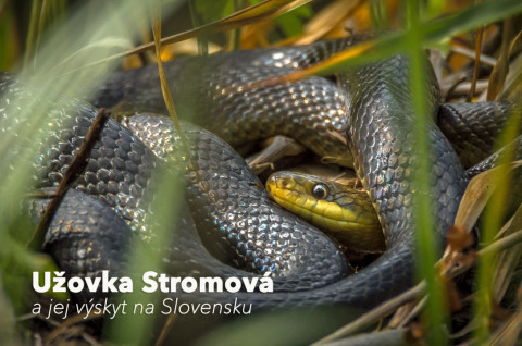 Užovka stromová