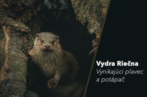 Vydra Riečna, Vynikajúci plavec a potápač