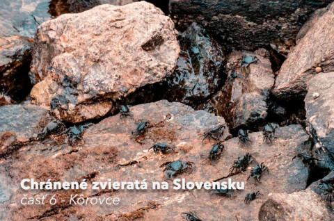 Chránené zvieratá časť 6. - Kôrovce