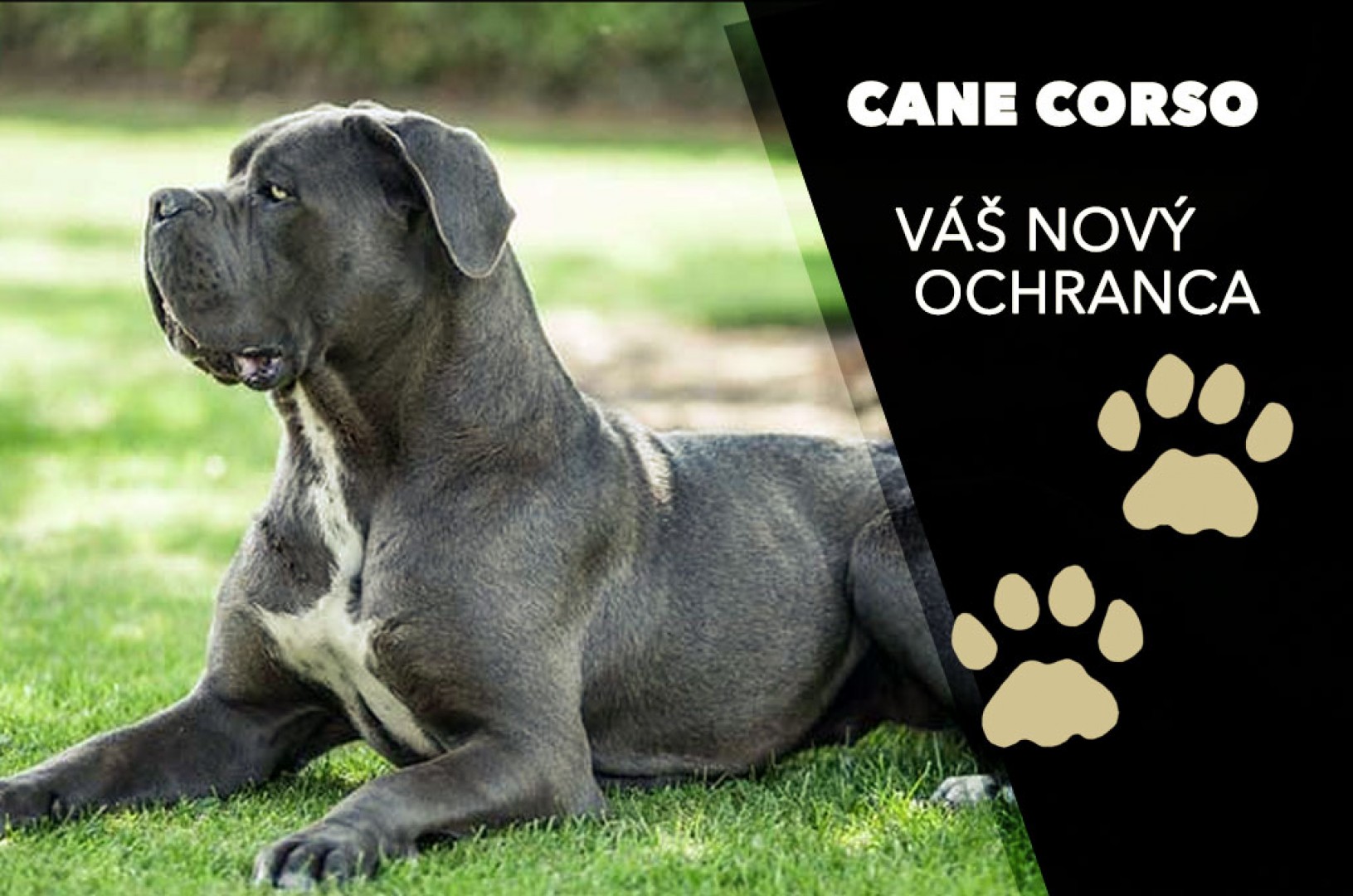 Cane Corso, Váš nový ochranca