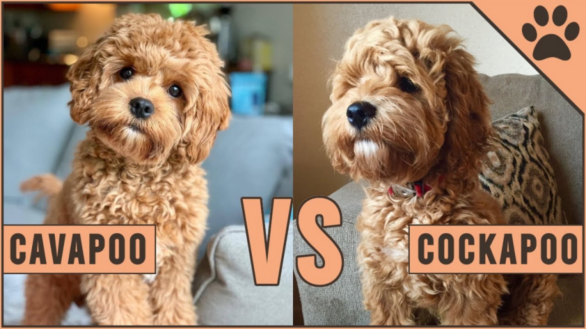 Cavapoo a Cockapoo, psík, ktorý sa Vám hneď zapáči