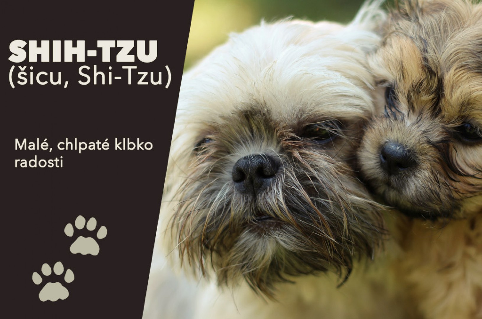 Shih Tzu, malé, chlpaté klbko plné radosti