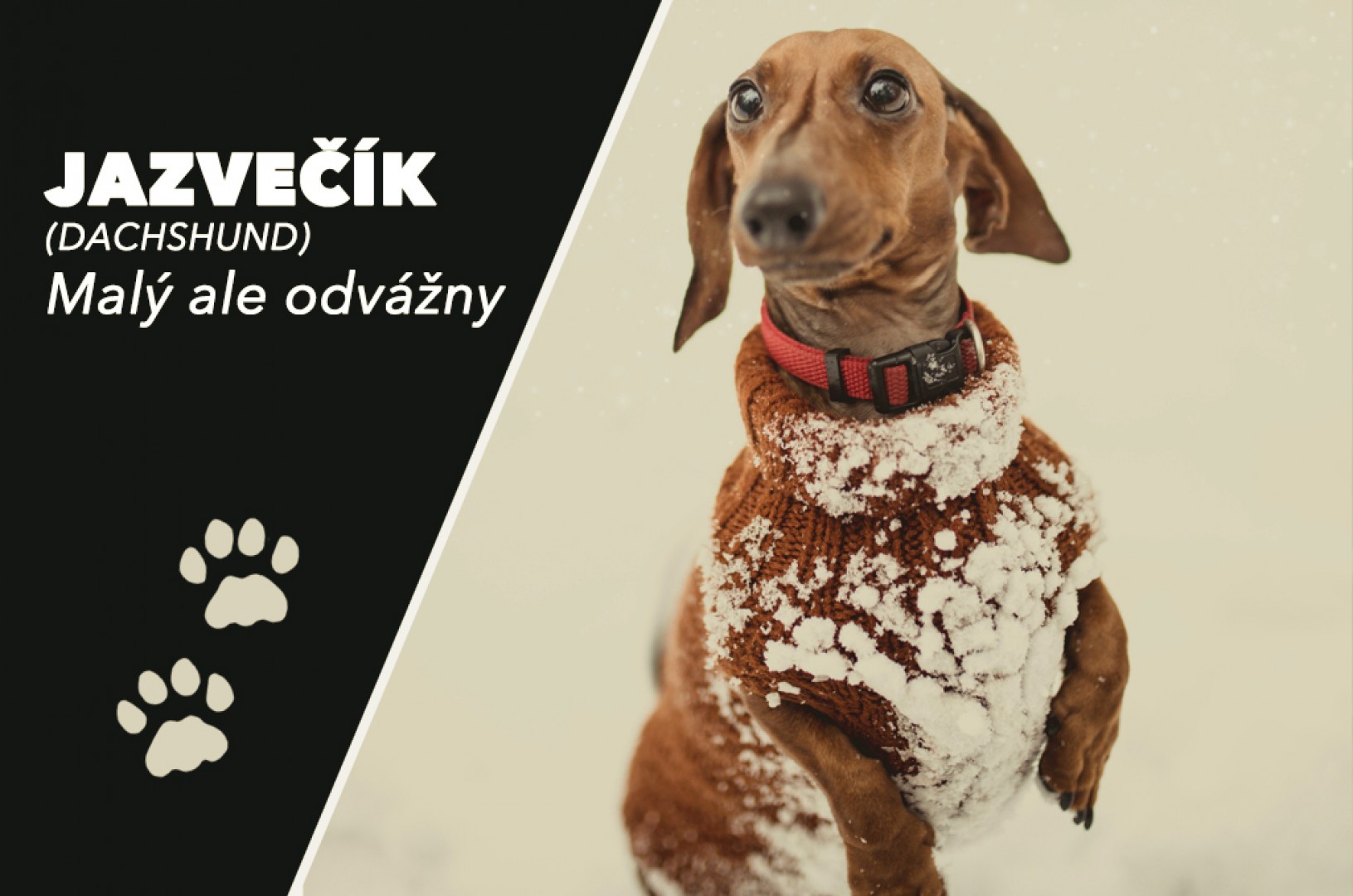 Jazvečík (Dachshund)