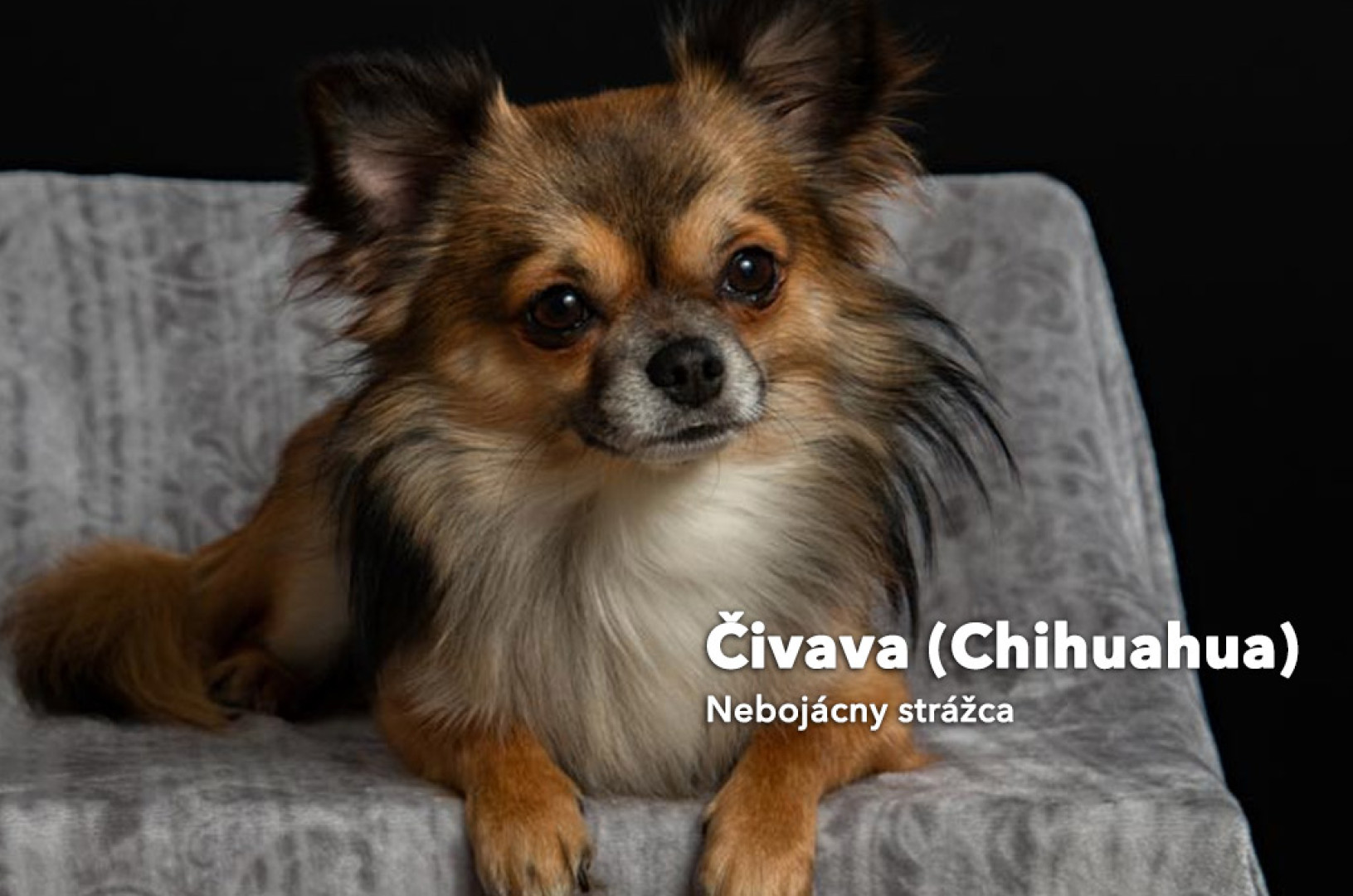 Čivava (Chihuahua) 