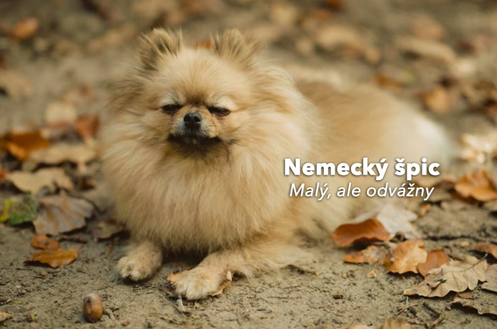 Nemecký špic