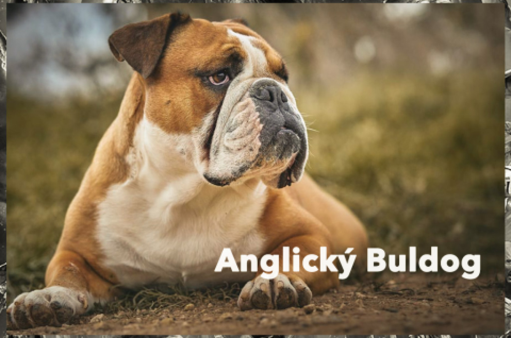 Anglický buldog (English Bulldog)