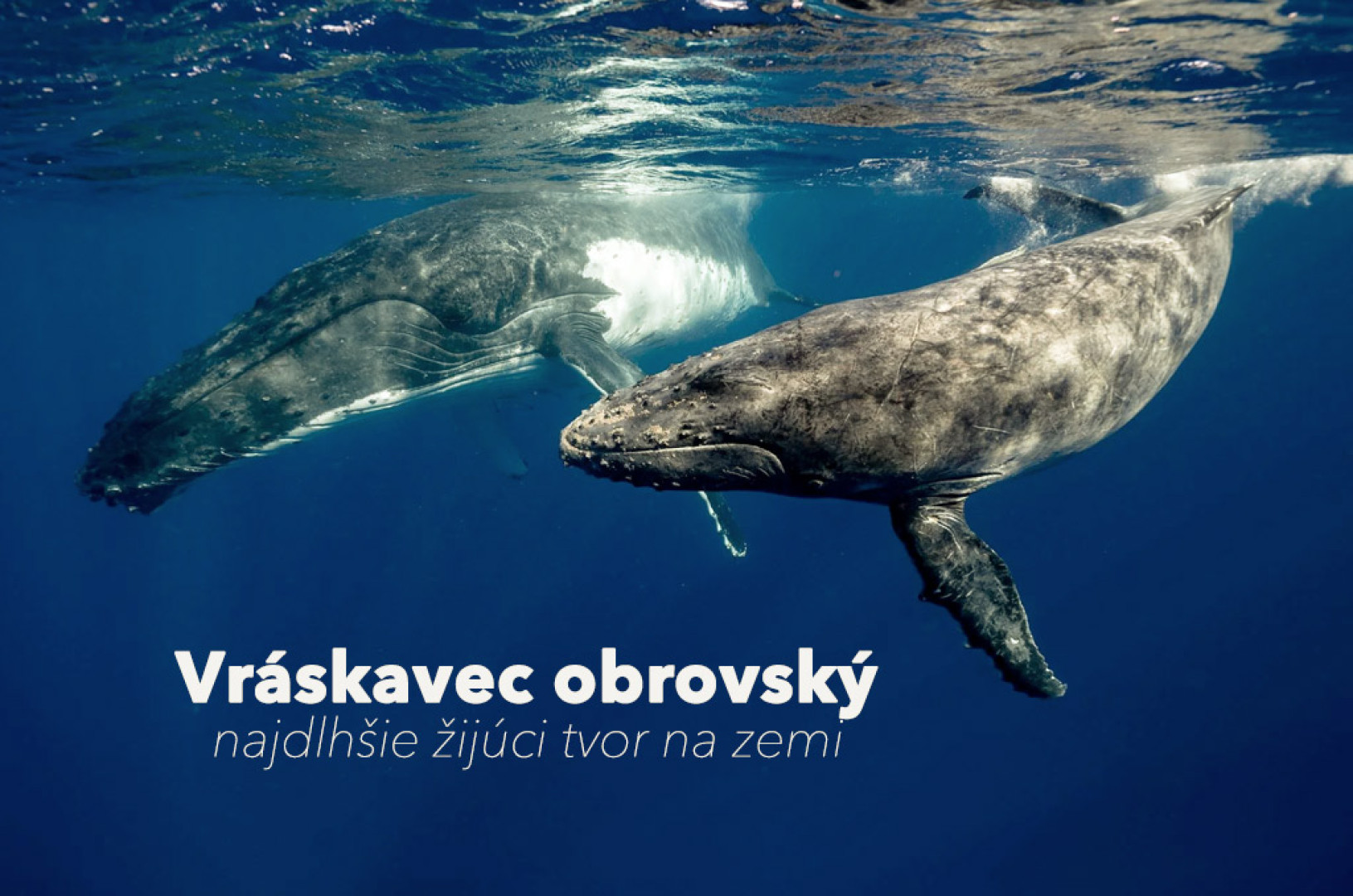 Vráskavec obrovský - najdlhšie žijúci tvor na zemi