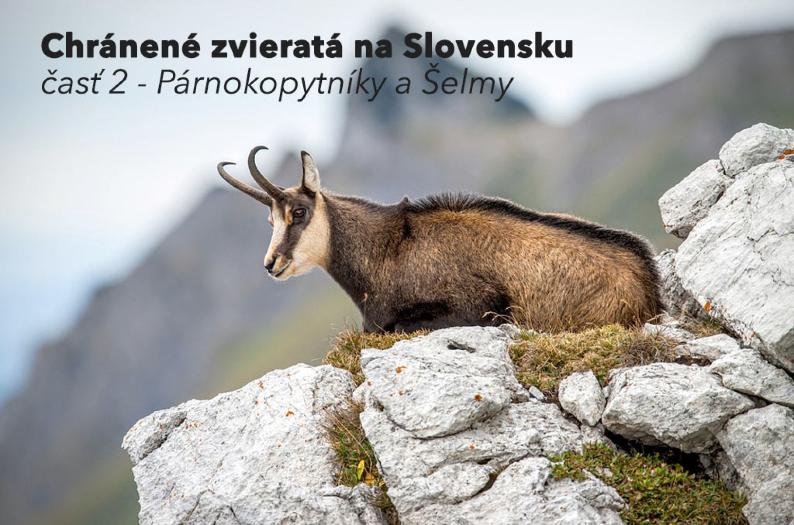 Chránené zvieratá na Slovensku časť 2 - Párnokopytníky a Šelmy