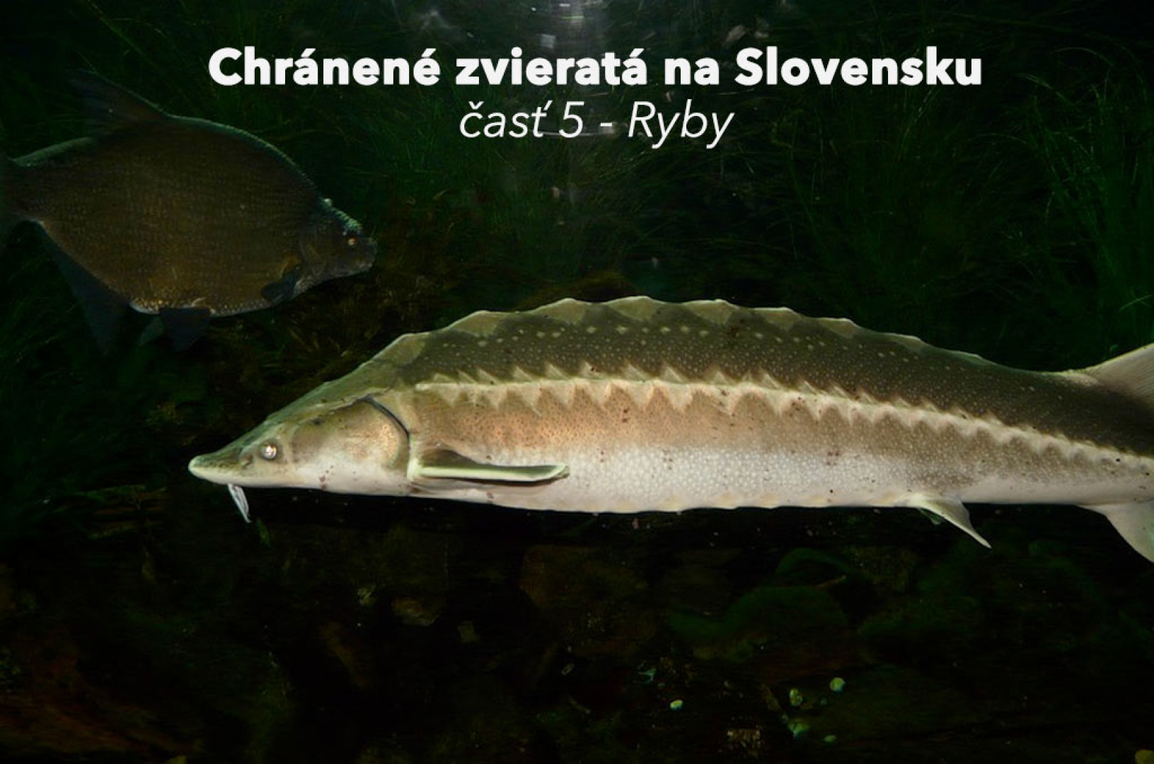 Chránené zvieratá časť 5. - Ryby